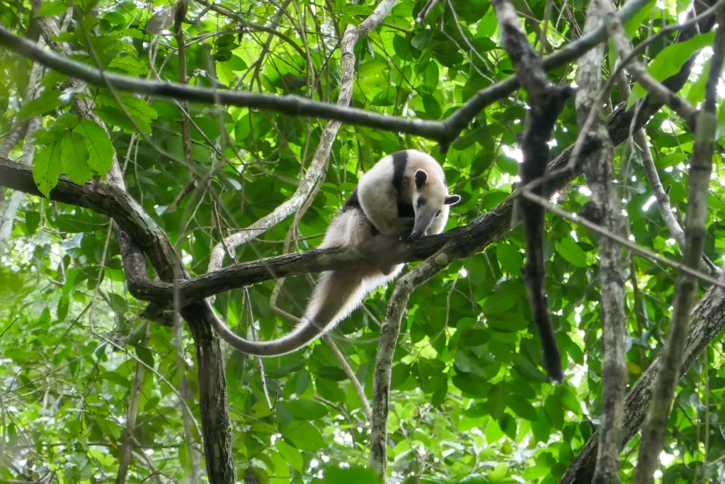 A black and white tamandua, a type of anteater native to Central America, rests in a tree in Belize.