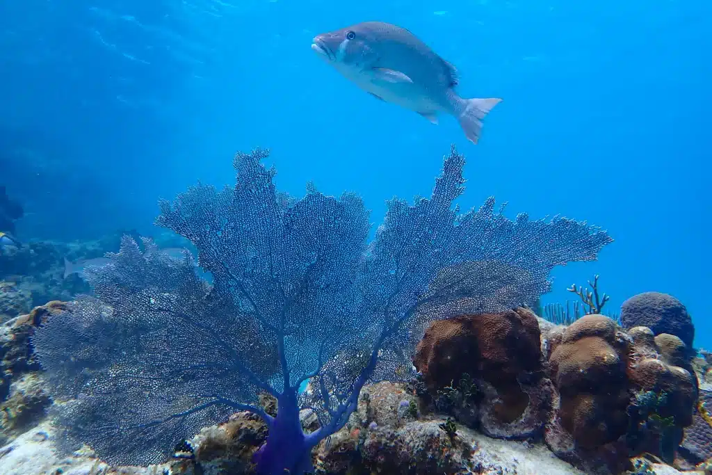 A fish glides above purple coral in the Hol Chan Marine Preserve off Ambergris Caye, Belize.