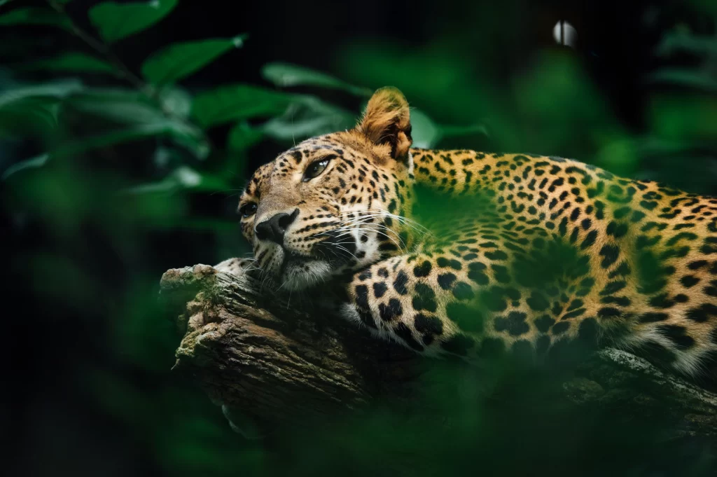 A jaguar rests its head on a branch in the jungle