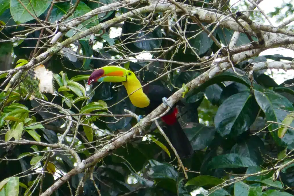 A multicolored toucan sits on a branch in the Belizean jungle.