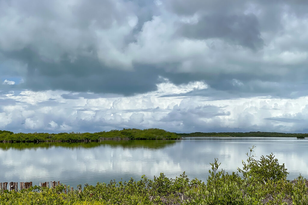 Swampy mangroves line the interior of Ambergris Caye, Belize.