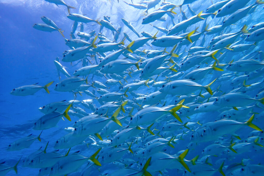 A school of fish swims through the waters off Ambergris Caye, Belize. A "catch and cook" tour is one of the more unique things to do in Ambergris Caye.