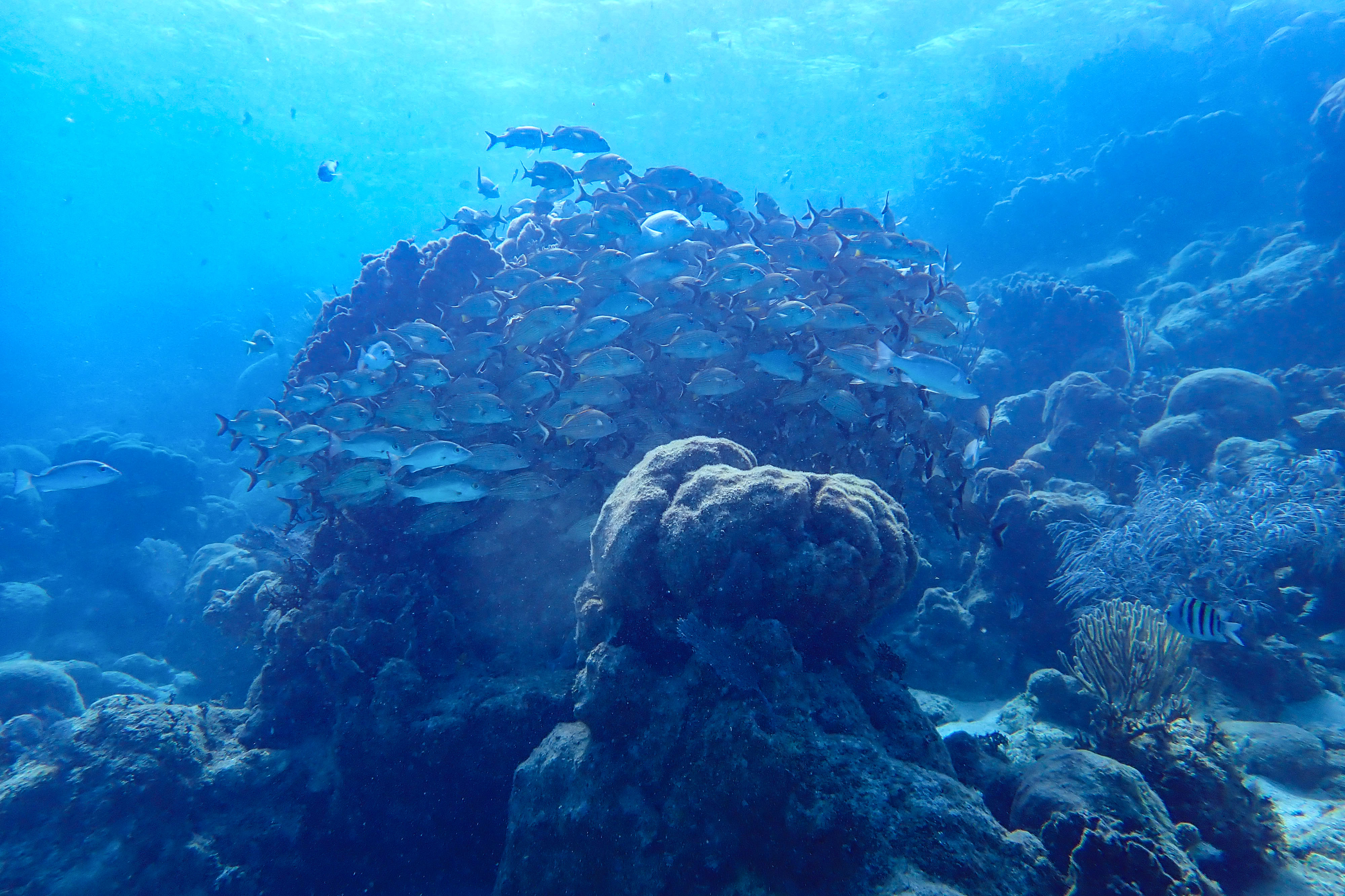 A school of fish circles underwater coral in Hol Chan Marine Preserve. The site is one of the most popular things to do in Ambergris Caye.
