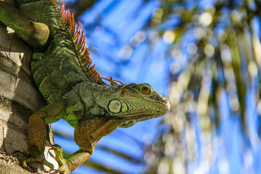A green iguana reclines on the trunk of a palm tree