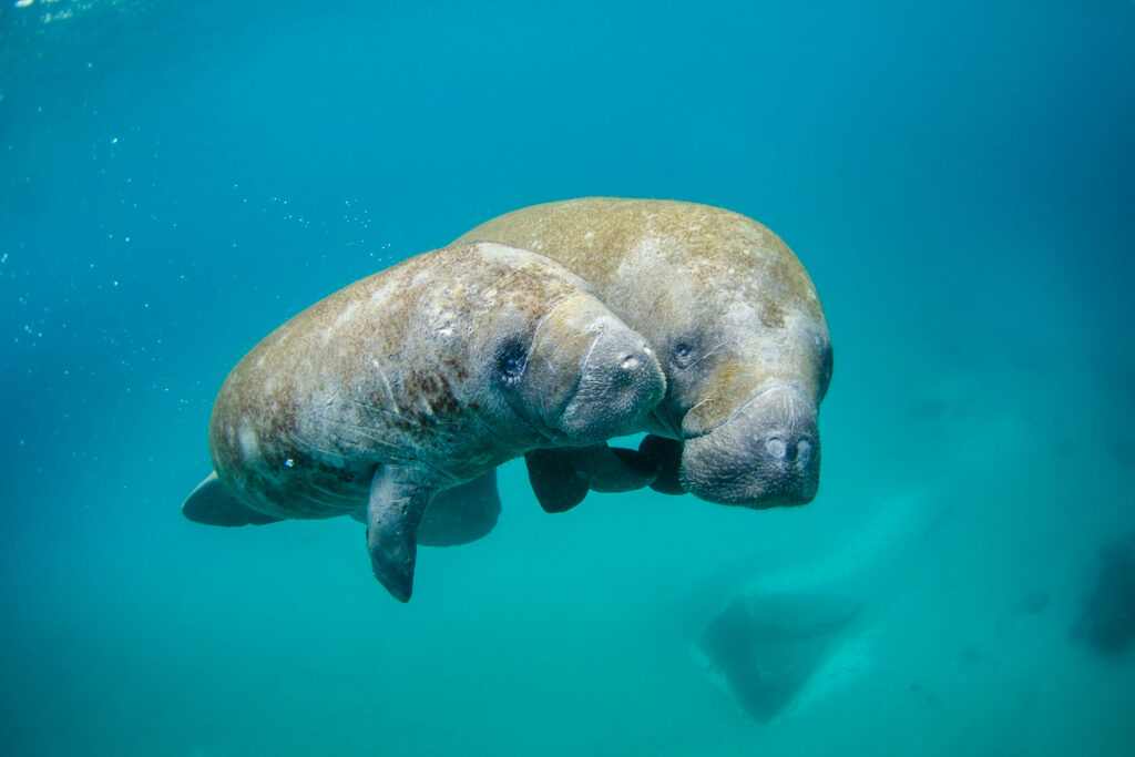 A manatee and her young calf float through azure waters.