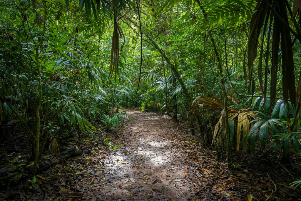 A dirt trail winds through thick jungle in Tikal, Guatemala.