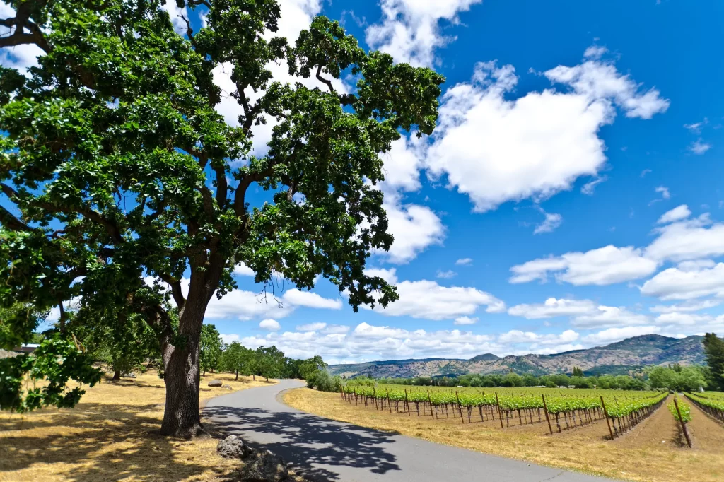 A country lane winds along vineyards and oak trees in Napa, California.