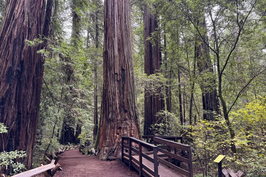A wooden foot bridge winds among towering redwood tree trunks in Armstrong Redwoods State Natural Reserve.