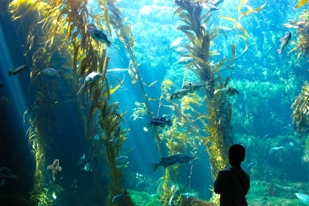 The silhouette of a young boy stands in front of the giant fish tank at the Birch Aquarium. The aquarium is one of the most popular things to do in La Jolla with kids.