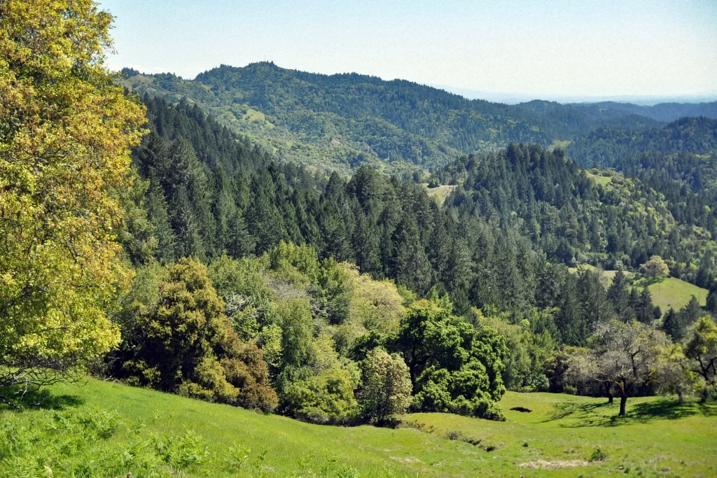 A view from the East Ridge Trail near Armstrong Redwoods State Natural Reserve in Guerneville, California.