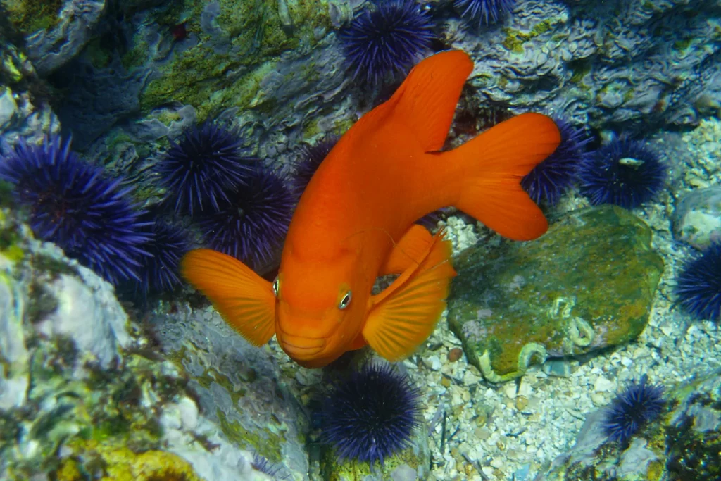 A bright orange Garibaldi fish swims among purple sea urchins in a California kelp forest.