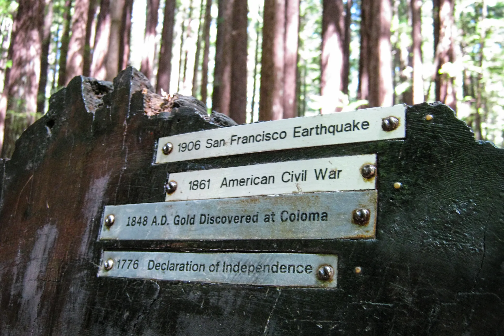 Metal plaques denote famous historical events on the cross-section of a redwood tree in Armstrong Redwoods State Natural Reserve.