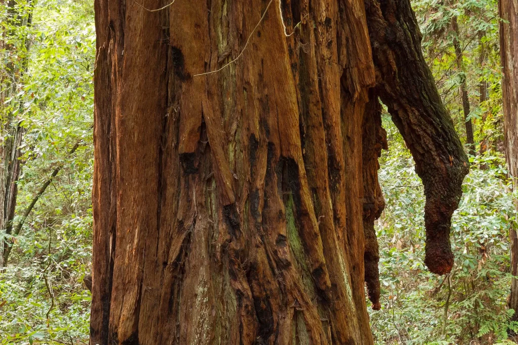 Burls grow on a redwood tree, nicknamed the "Icicle Tree," in Armstrong Redwoods State Natural Reserve.