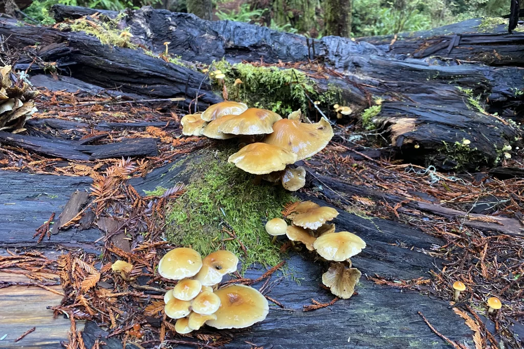 Mushrooms grow along the roots of a redwood tree.