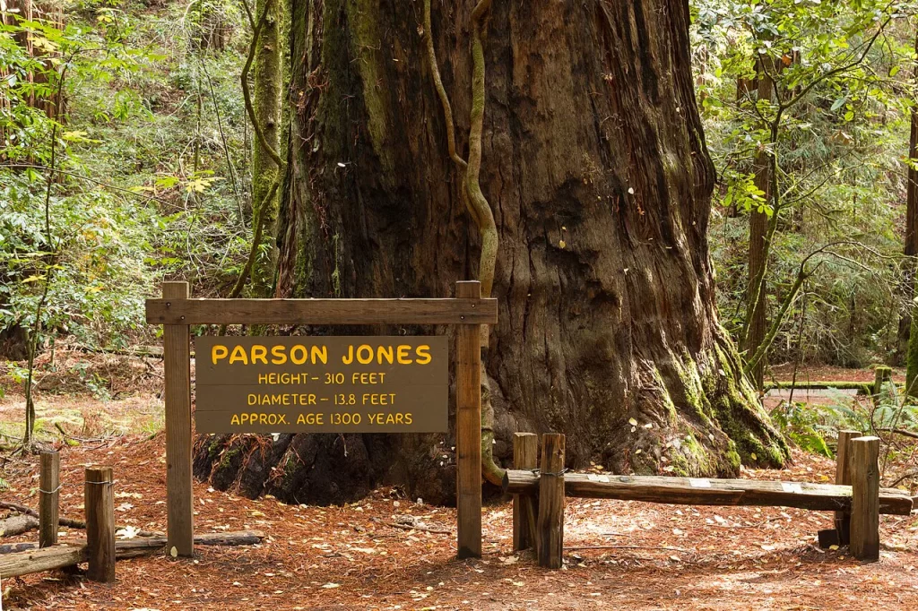 A sign denotes Parson Jones, the tallest tree in Armstrong Redwoods State Natural Reserve.
