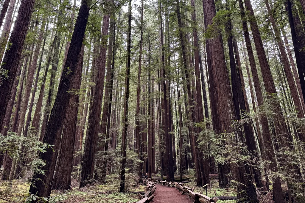 A wooded footpath winds among towering redwood trees in Armstrong Redwoods State Natural Reserve near Guerneville, California.