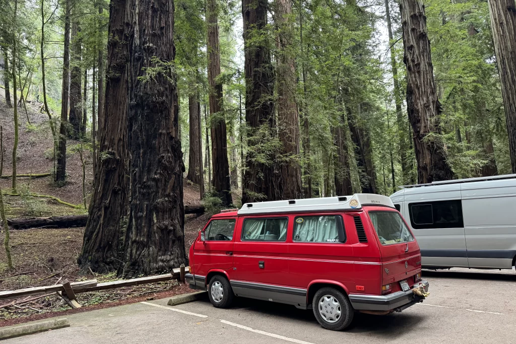 Towering redwood tree trunks dwarf a vintage red Volkswagen van parked underneath them.
