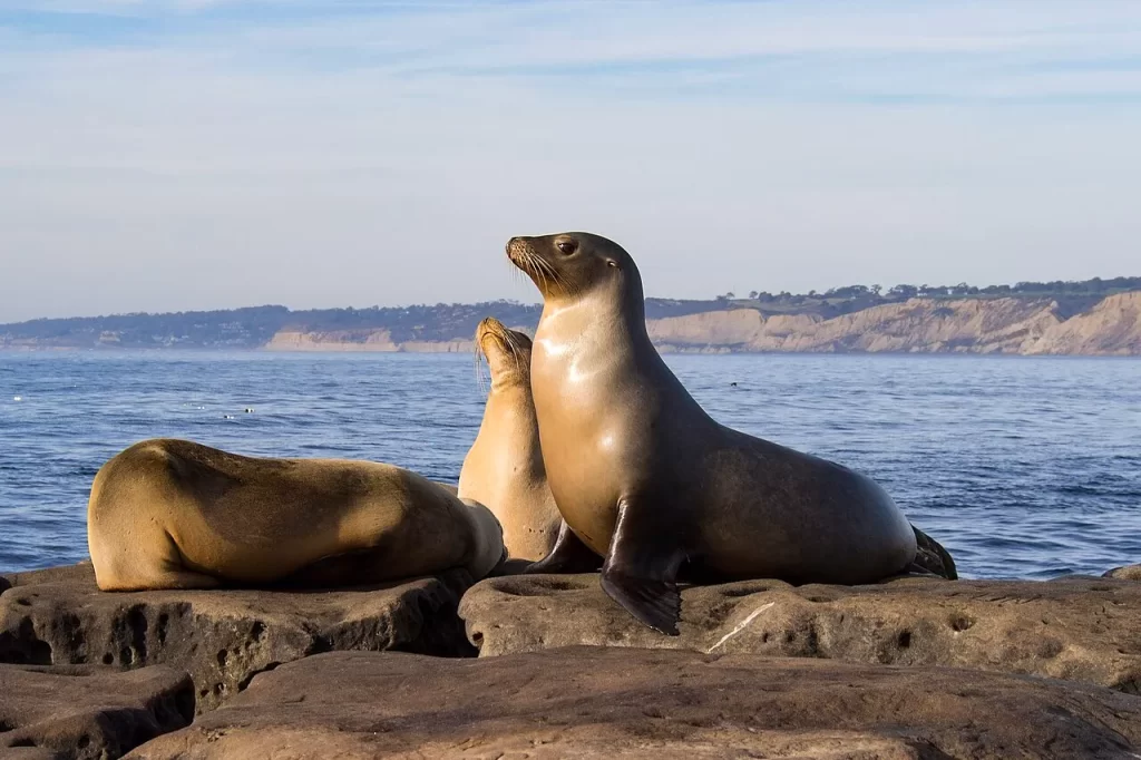 Sea lions sit on a rock overlooking La Jolla Cove in San Diego, California.