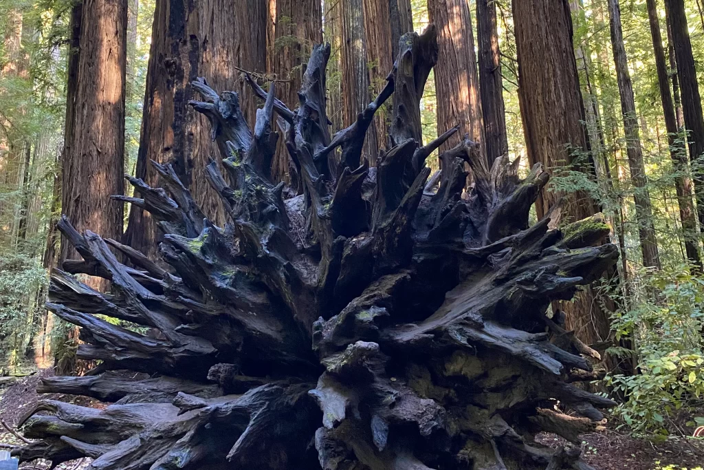 Exposed tree roots make a unique photo opportunity in Armstrong Redwoods State Natural Reserve.