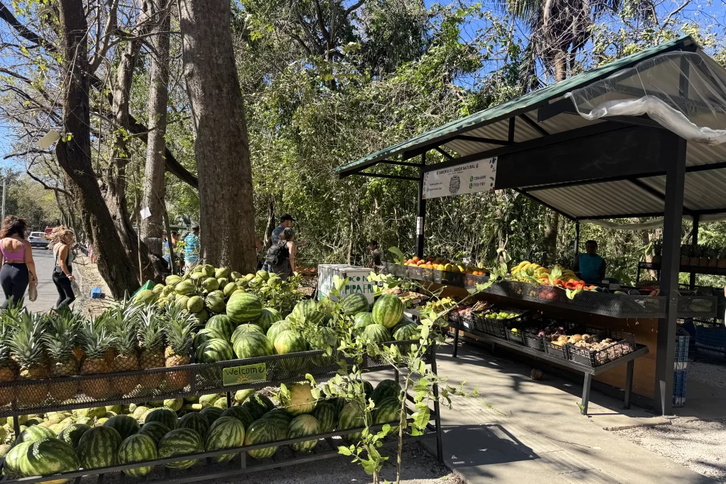 Shoppers peruse a produce stall at the weekly farmer's market in Guiones, Costa Rica.