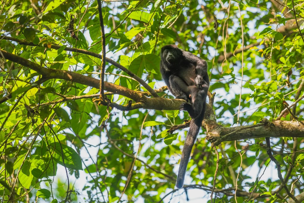 A howler monkey sits on a branch surrounded by jungle foliage.