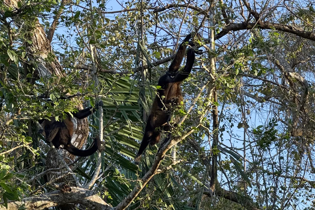 Howler monkeys stretch through trees near Nosara, Costa Rica.