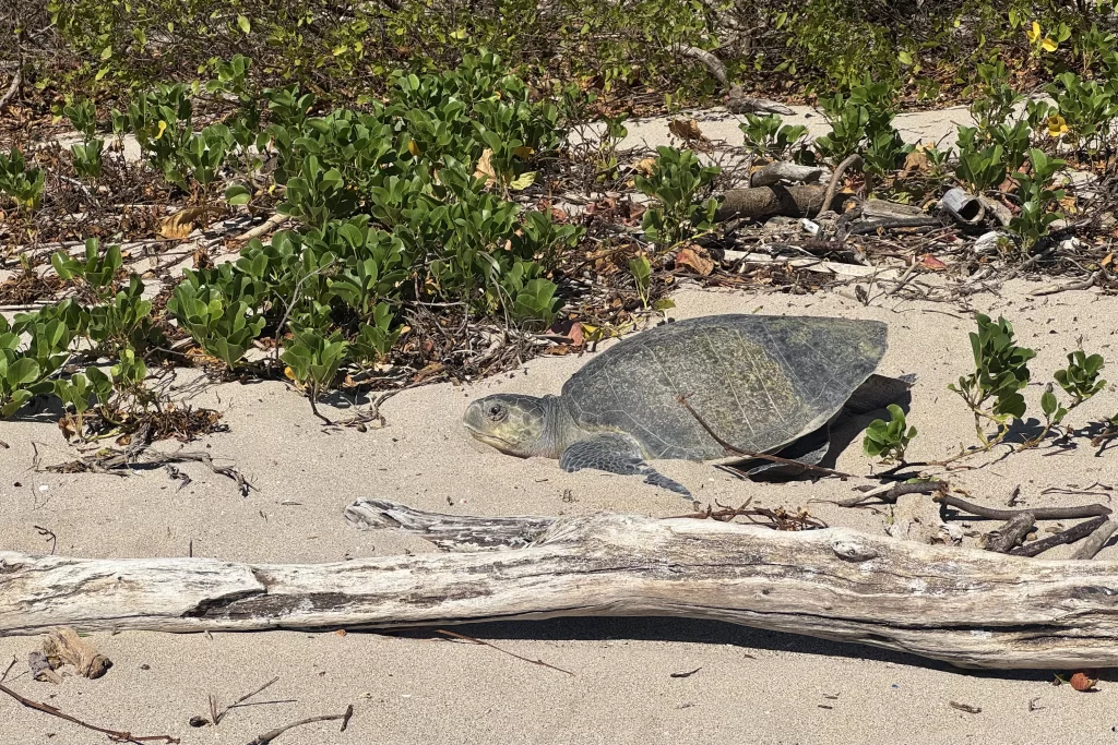 A turtle lays eggs in the sand near Playa Guiones, Costa Rica.