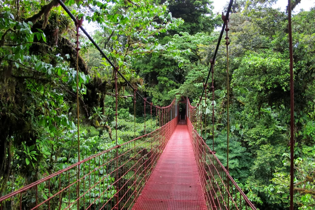 Red suspension bridge walkway stretching through dense jungle greenery, disappearing into trees ahead.