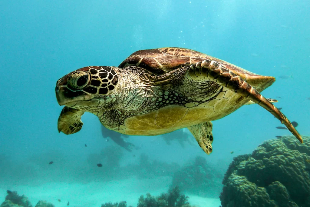 Close-up of a sea turtle swimming along a reef
