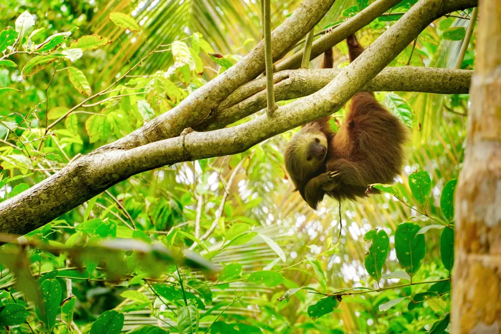 A brown sloth hangs from a tree against a jungle backdrop.