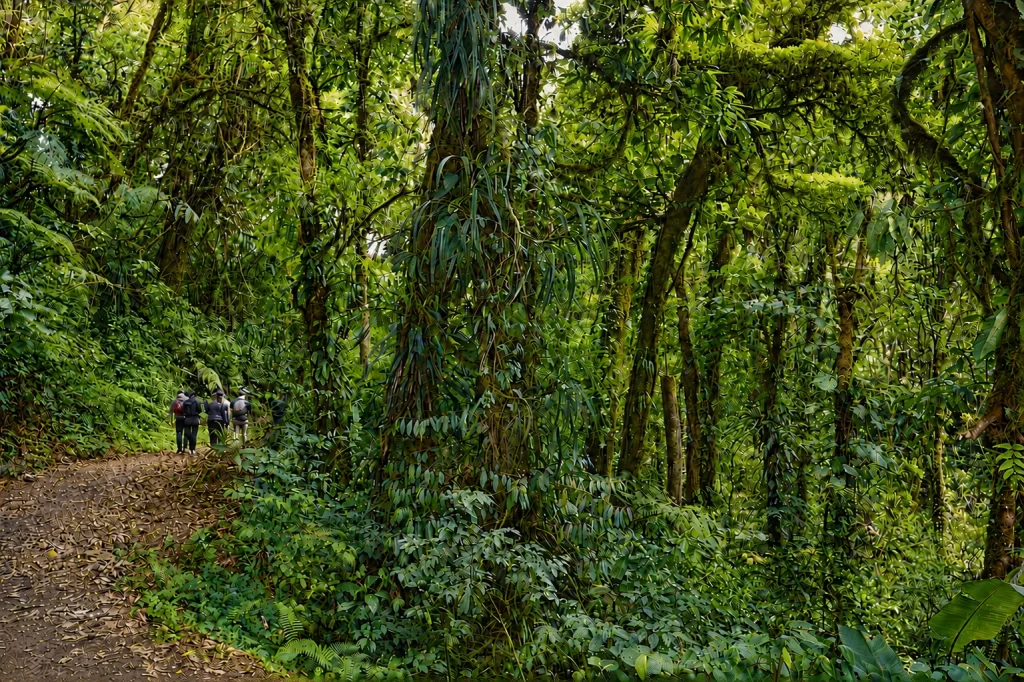 Hikers walk through a lush jungle in Costa Rica.
