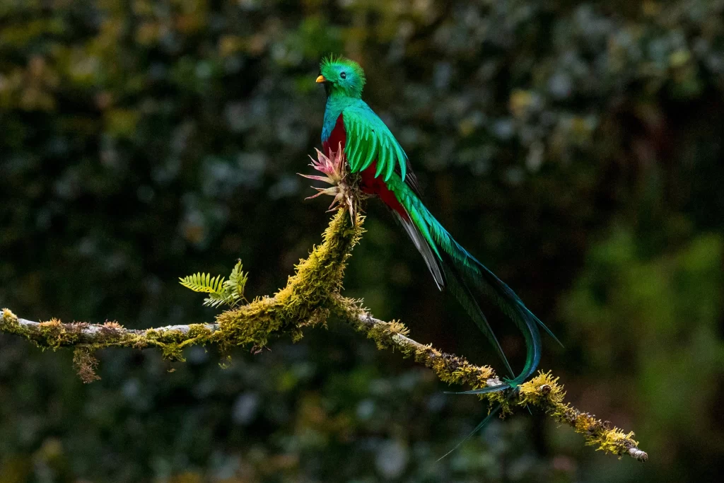 The vividly-colored resplendent quetzal, an endangered bird species, sits on a branch.