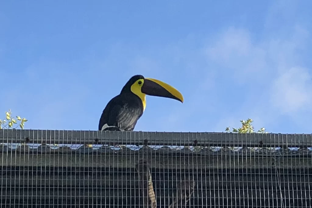 A toucan sits atop a cage roof at the Toucan Rescue Ranch near San Jose, Costa Rica.