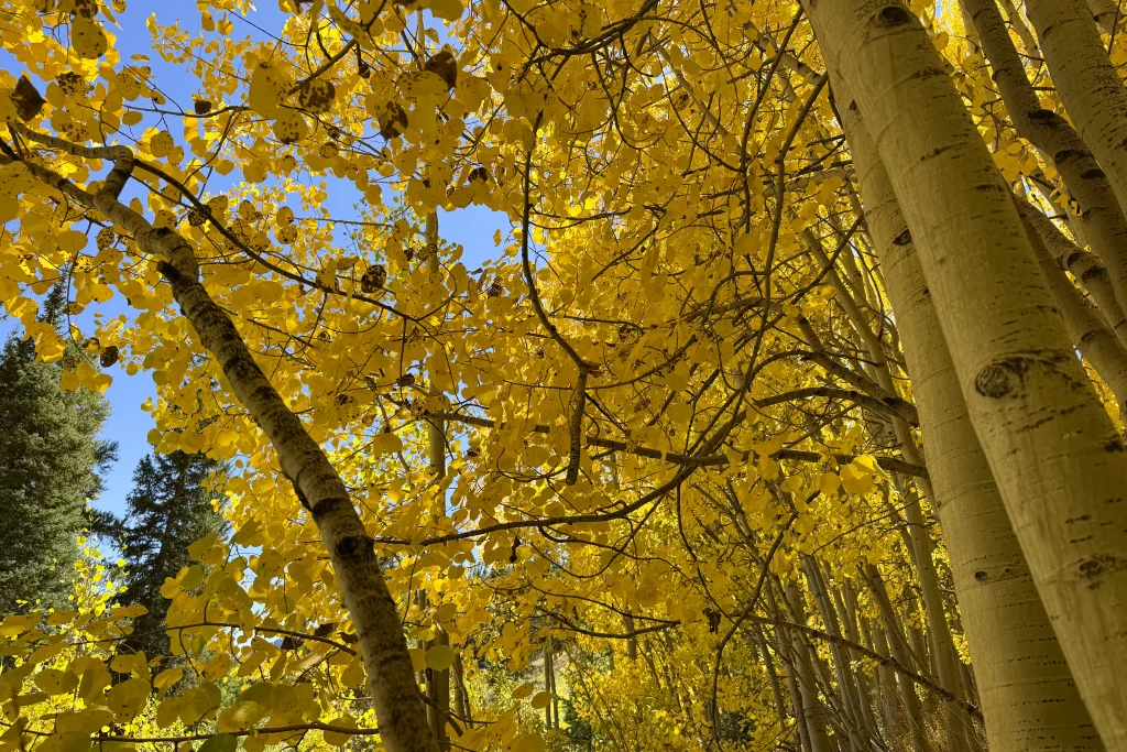 A close-up of golden aspen leaves and their signature white tree trunks.