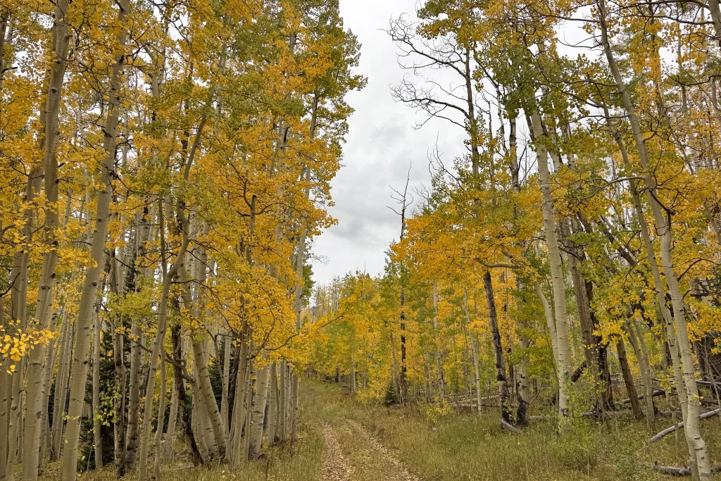Tall aspens with fall foliage line a trail near Crested Butte, Colorado. The Columbine Trail is one of the more underrated fall hikes in Crested Butte.