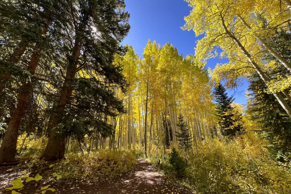 Aspen trees with fall foliage stand tall above the Dark Canyon Irwin Trail in Colorado. This is a popular fall hike in Crested Butte.