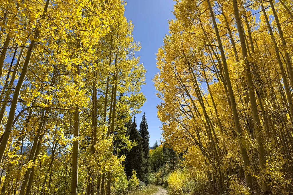 Golden aspens line a meandering trail on Snodgrass Mountain in Crested Butte, Colorado.
