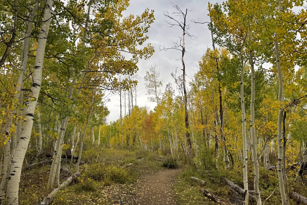 Aspen trees with fall foliage line the Woods Walk. This stroll is a popular fall hike in Crested Butte, Colorado.