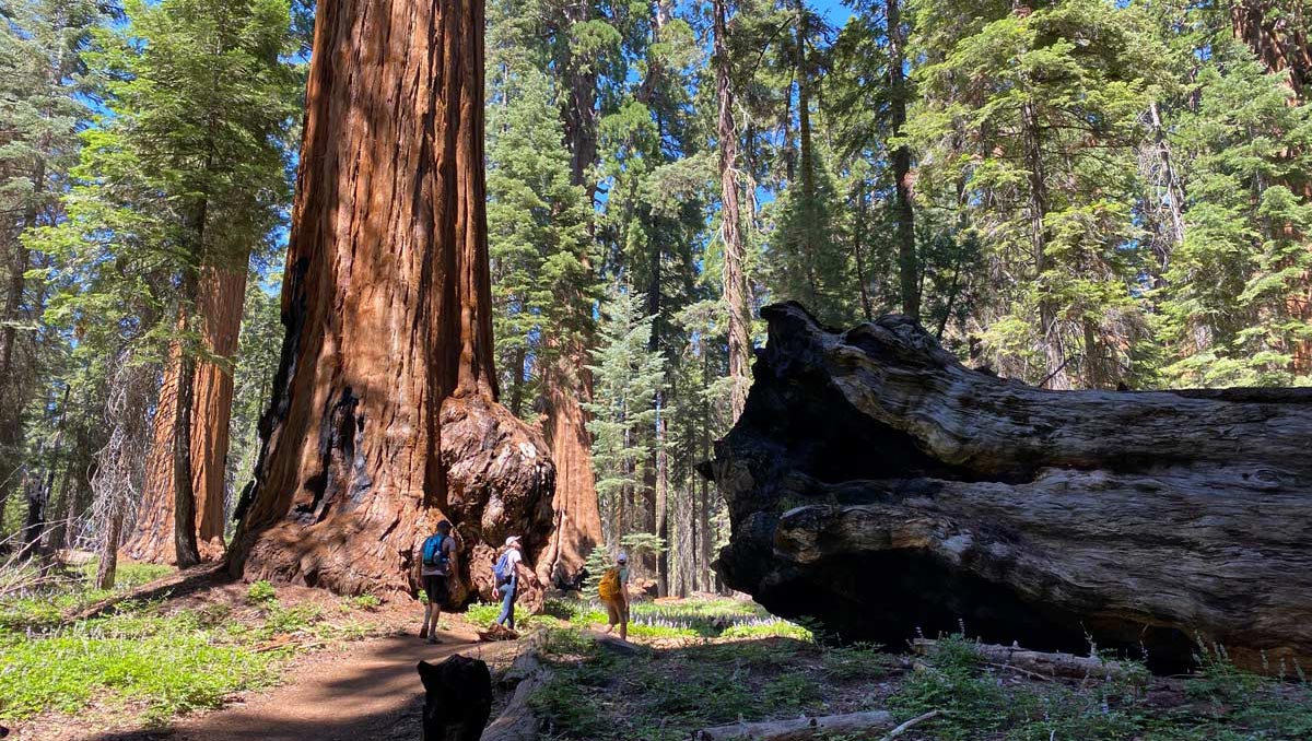 Three hikers are dwarfed by a fallen giant sequoia as they traverse the Congress Trail in Sequoia National Park.