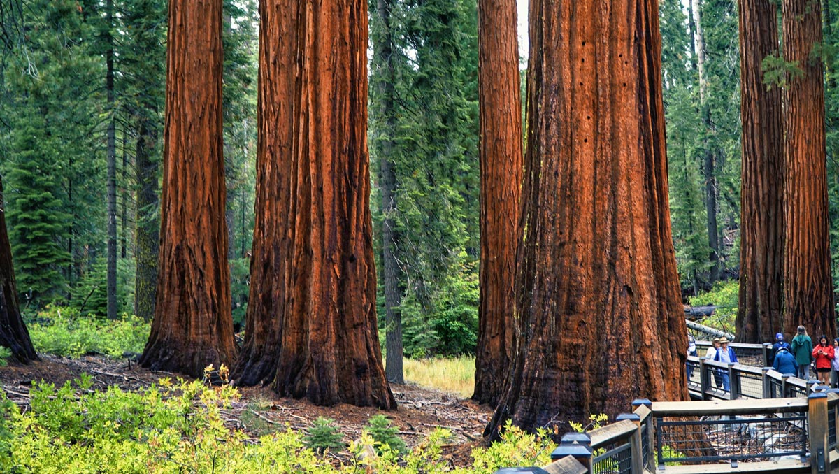 Tourists walk along a boardwalk in Sequoia National Park.