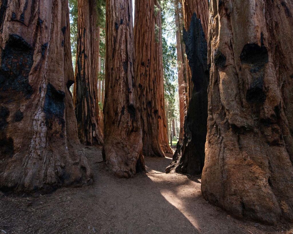 A close-up view of the giant sequoia tree trunks in Sequoia National Park.