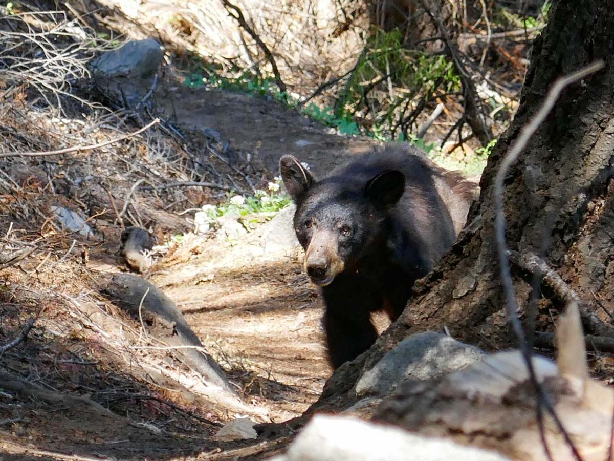 A California black bear peers around a tree in Sequoia National Park.