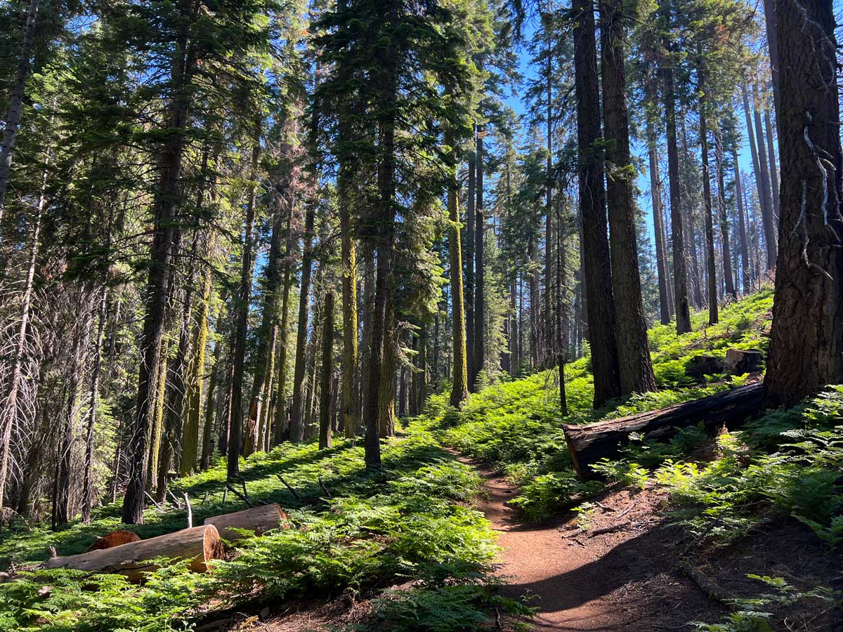 A hiking trail winds through the forests above Crescent Meadow in Sequoia National Park.