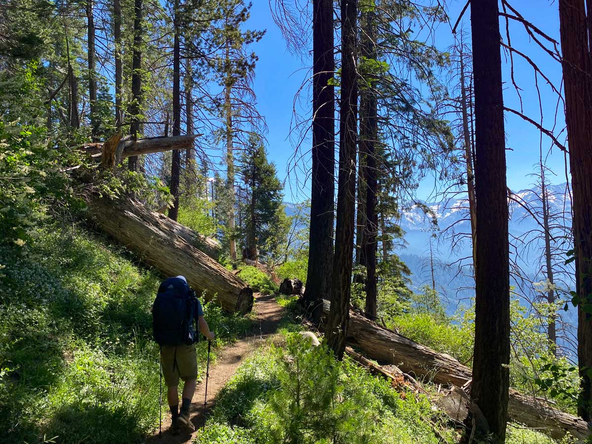 A hiker walks along a forested trail looking out to distant mountains, along the High Sierra Trail in Sequoia National Park.