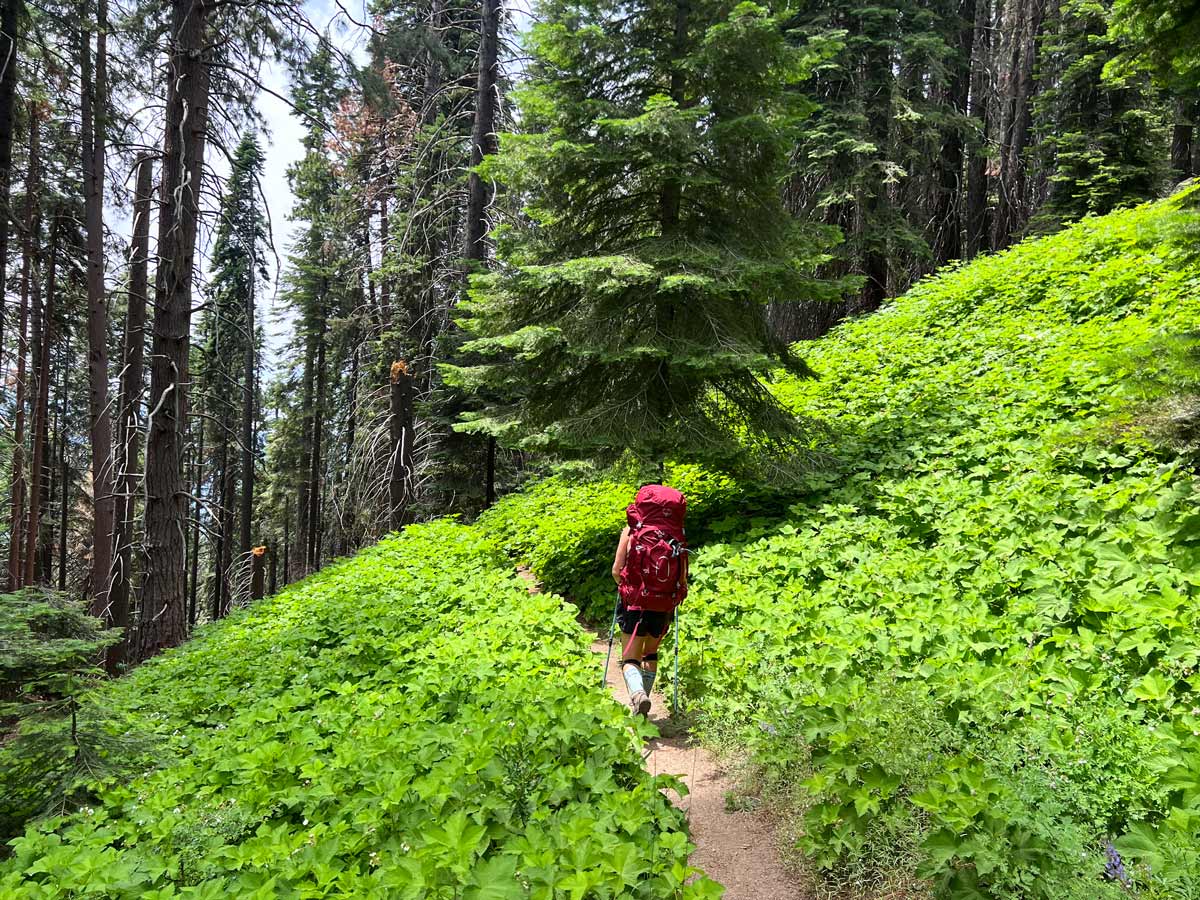 A hiker treks along a verdant forested trail in Sequoia National Park.