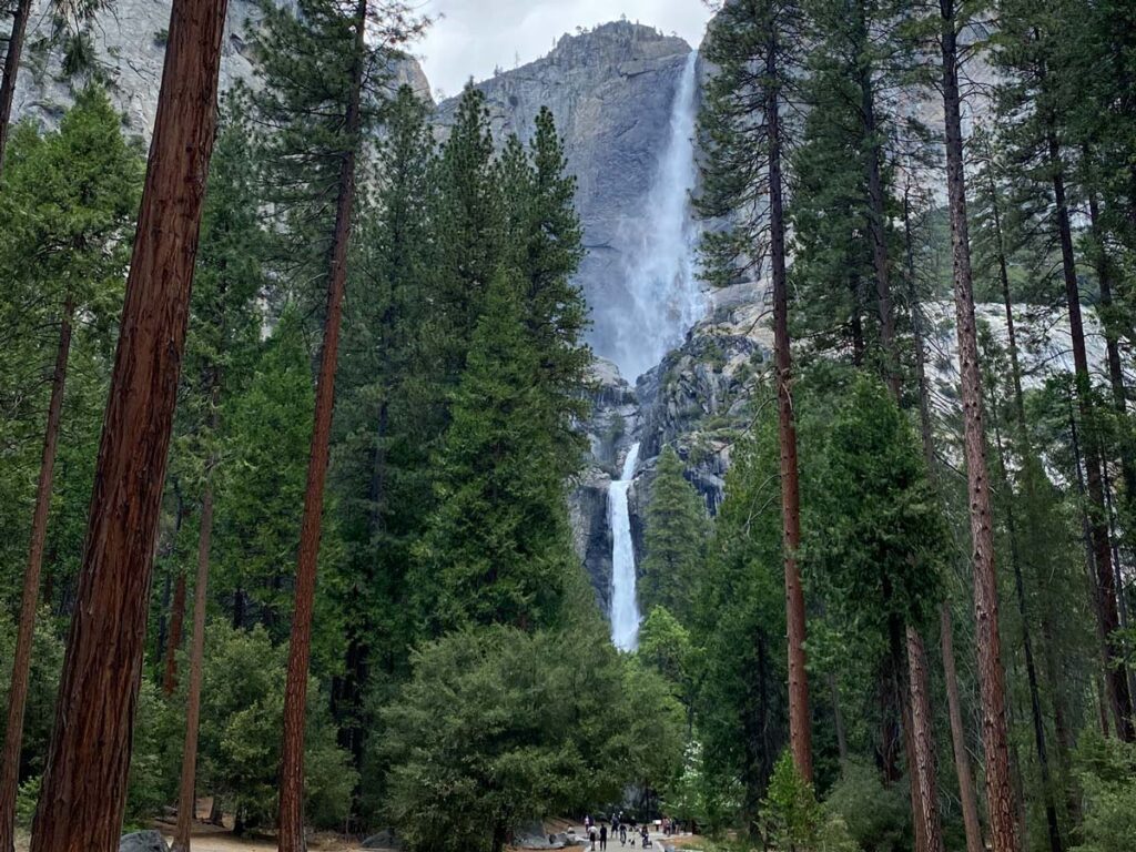 People stroll the conifer forests of the Yosemite Falls Trail, dwarfed by the cascading waterfall in the background. Yosemite Falls is one of the most popular easy hikes in Yosemite.