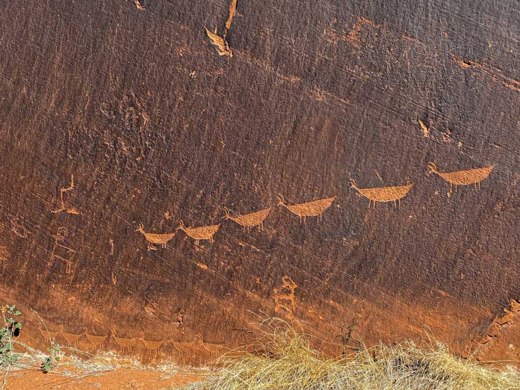 A line of sheep is carved into the stone along the walls of Marble Canyon in Arizona. These petroglyphs are estimated to be between 3,000 - 6,000 years old.