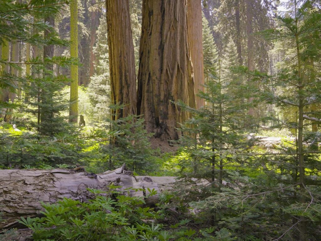 Dappled sunlight falls across giant sequoia trees and a fallen log in Muir Grove, Sequoia National Park. Image credit NPS / Scott Andrew Taylor.