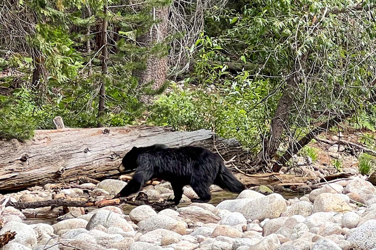 A California black bear crosses Woods Creek in Kings Canyon National Park.