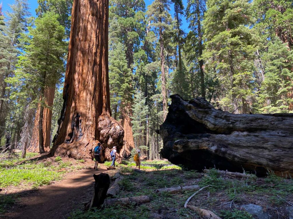 Three hikers are dwarfed by a fallen giant sequoia as they traverse the Congress Trail in Sequoia National Park.